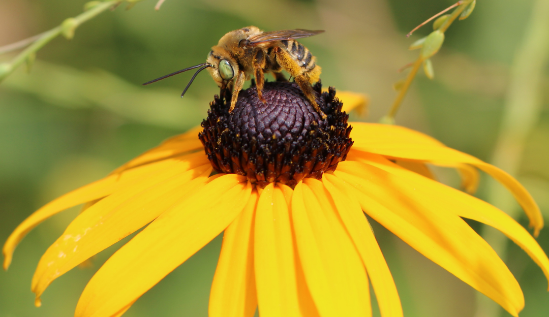 Colorado Mesa University Becomes an Affiliate of Bee Campus USA